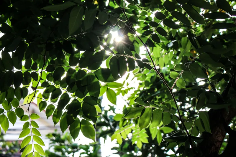 Sunlight Through Leaves Has a Name in Japan — and It Might Explain Why You Can't Stop Chasing That Shot